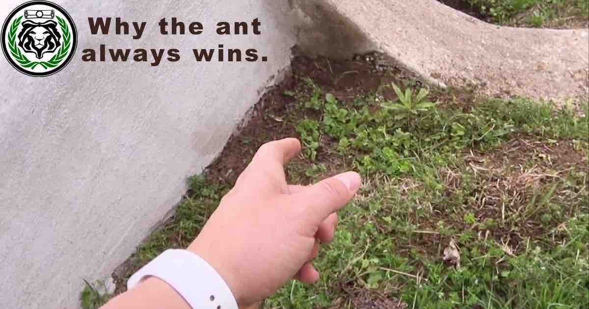 why the ant always wins
